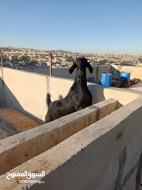 سخلتين شاميات ثنايا