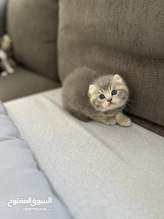 American curl golden and silver