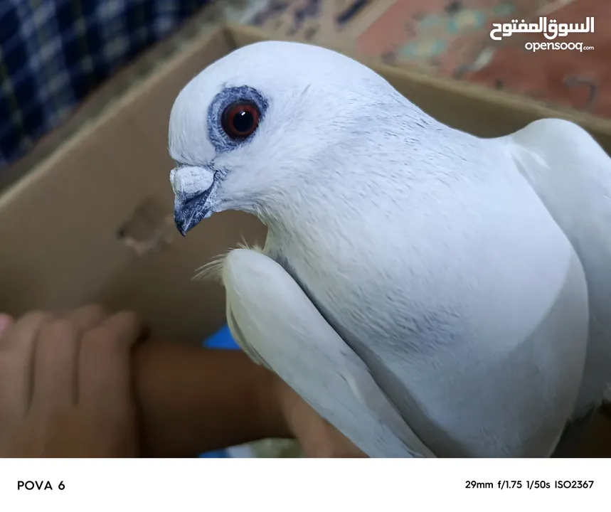 حمام للبيع بسعر مناسب قابل للتفاوض في عمان أو اربد للي حاب يتواصل معي وما بقصر نوع شفر