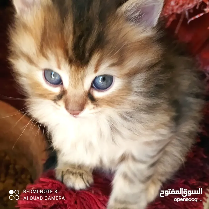 قطه عمر شهر ونص لعوبه صح ونظافه ما شاء الله ماخذه مطاعيم اوليه