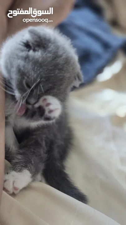 Scottish fold female kitten 3 month old