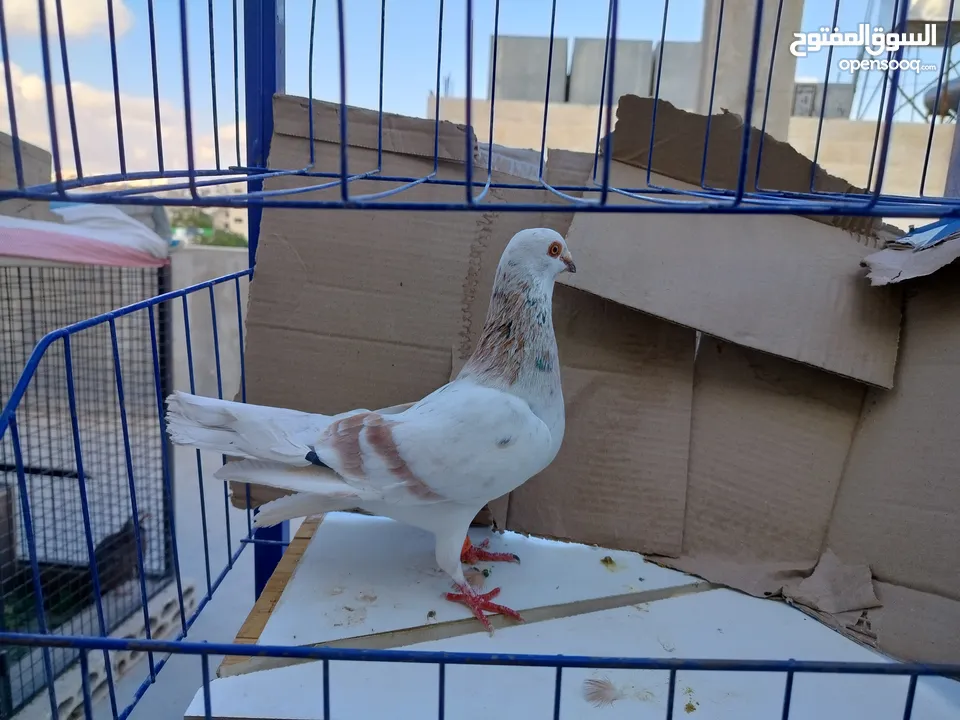حمام بلدي وانواع اخره   بحاله ممتازة شغالات 14جوز وهاي بعض الصور