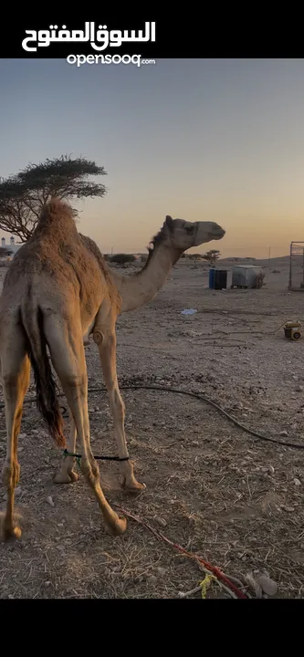 ناقه حايل و قعود و بكره للبيع