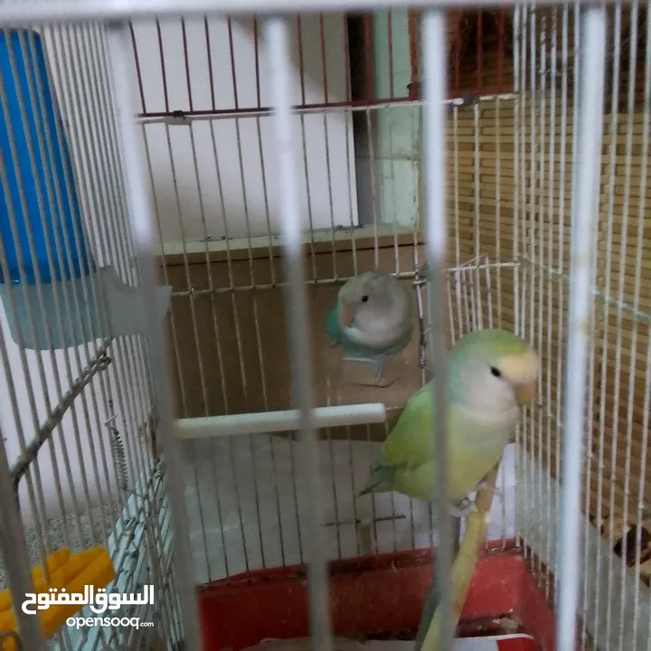 ذكور كنار جاهزين عمر سنه ونص وثاني سنه  وروز جاهزين عمر سنه ذكر واثى