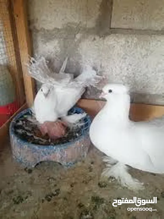 مطلوب حمام هزاز