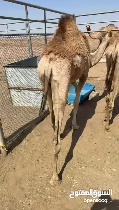 ابكرات 2 صعوب ما ركضن لا يعرفن الخبل