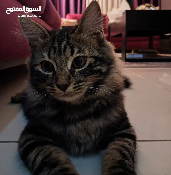 قط ذكر للتبني مكس بين شيرازي و بلدي لَعوب و مؤدب