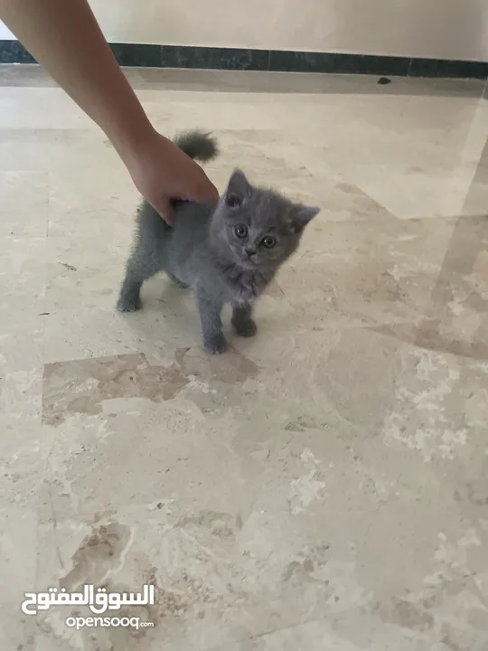 قط أنثى صغير