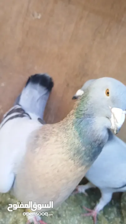 حمام  للبيع