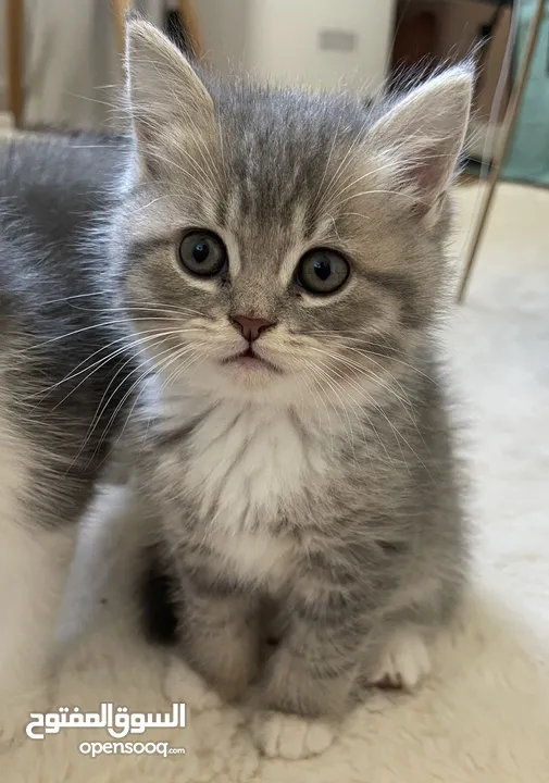 اسكوتش فولد Scottish fold