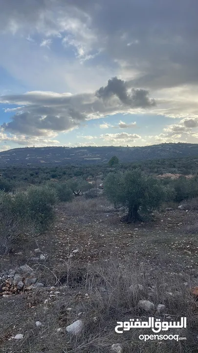 أرض للبيع في جنوب  غرب كفرراعي على شارع رئيسي واصل جميع الخدمات