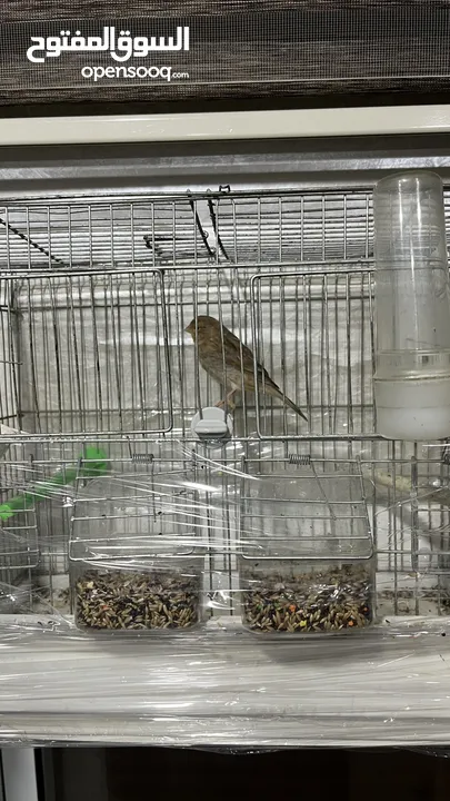 طيور للبيع