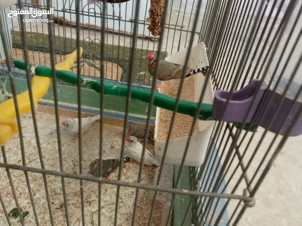 طيور فنقز للبيع