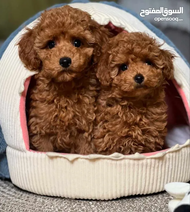 korean toy poodle T_cup now in Jordan كورين توي بودل تيكب