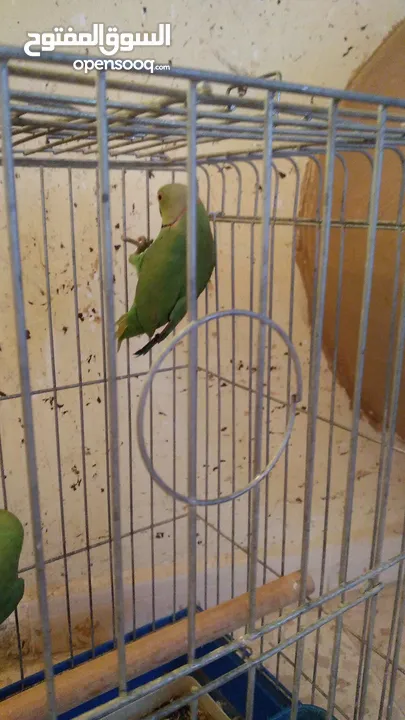 جوز ببغاء الدره السعر 70