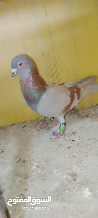 الحمام البيع في السلط