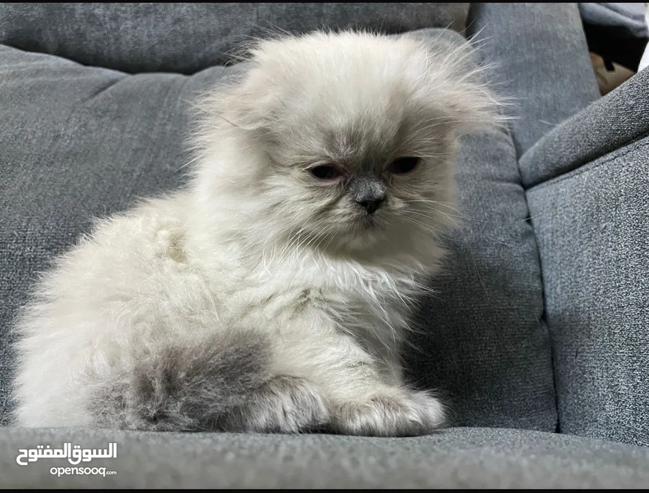 سكوتش فولد و مكس سكوتش فولد x هملايا