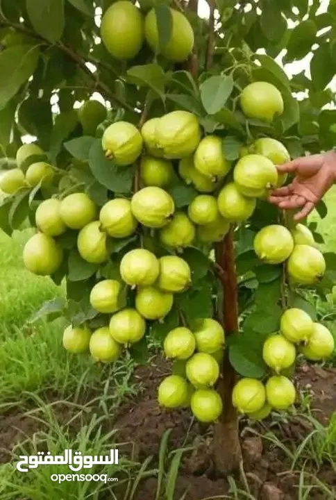 مشاتل الرويال لزراعه ومتابعه الاشجار
