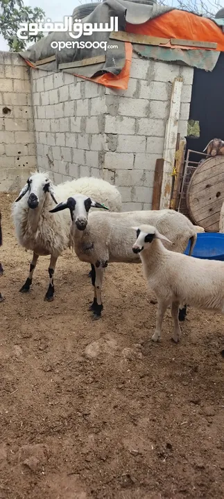 عنم قبرصي الاصلي