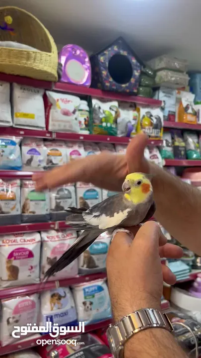كوكتيل اليف فحل عليه عرض