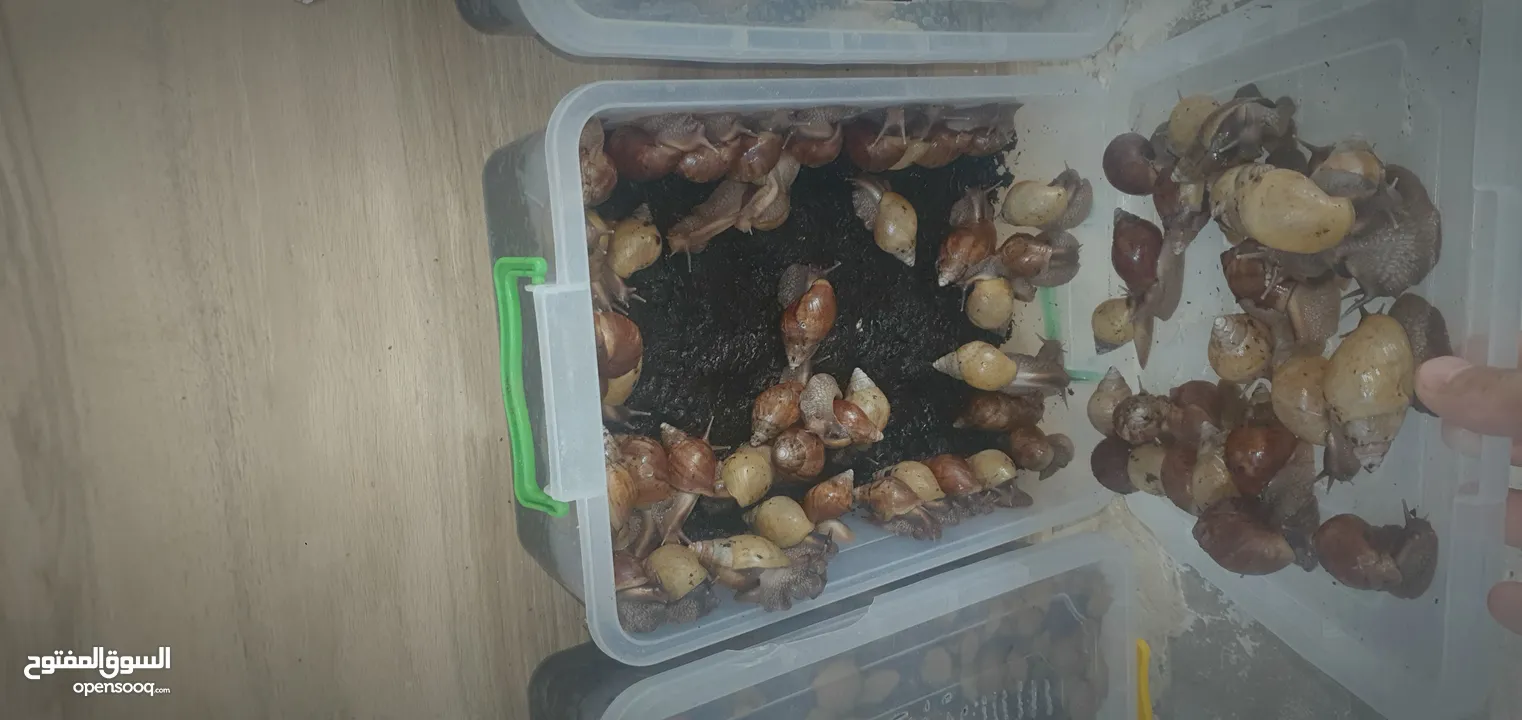 حلزون إفريقيا للبيع الزرقاء الجديده  اتواصل واتس اب فقط