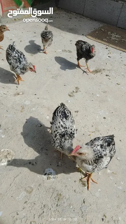 افراخ دجاج ((عدد  6 ))