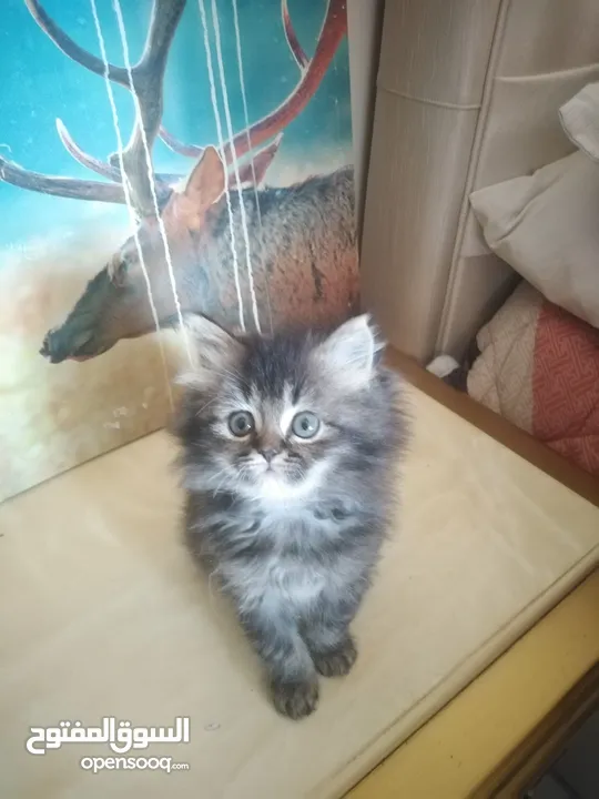 Britch/Scottch cat.. 2 months old