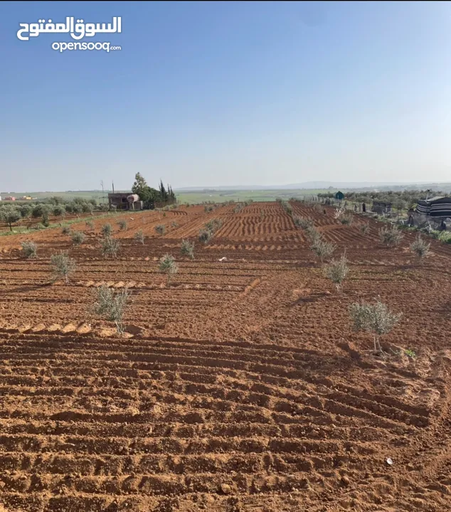ارض في مادبا للبيع