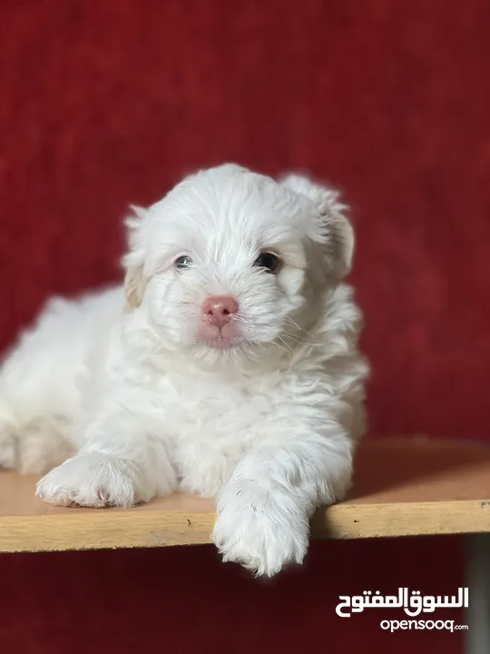 Havanese puppy