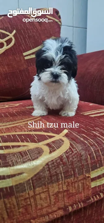 Shih Tzu Male 2 months Old