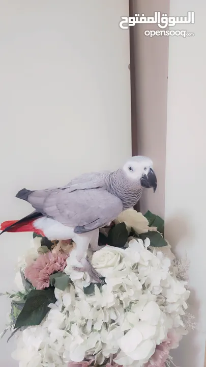 Talking African Grey 1 year with papers