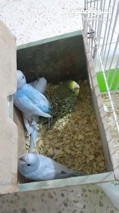 للبيع طيور بادجي . ذكر وأنثى  وأربع فراخ  مع قفص كامل . الصور واضحة