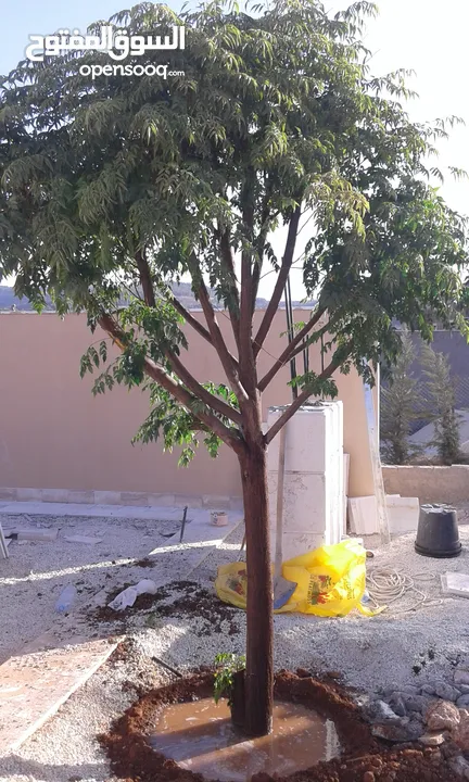 بعد إذن الإدارة  متوفر لدينا شجر زنزلخت الشماسي إيطالي أنثى ارتفاع من 180 سم إلى 250 سم سعر الشجره 6