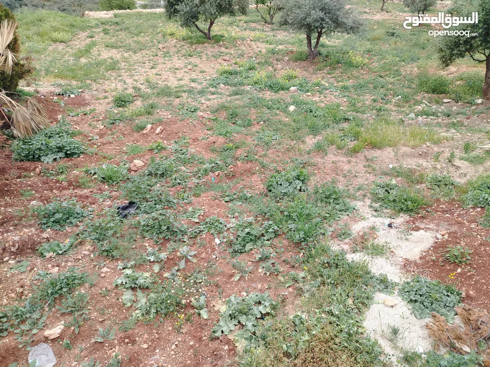 2300 م السلط المغاريب قطعة ملوكية تصلح ل فيلا او مزرعة اطلالة ع الغرب و جبال فلسطين