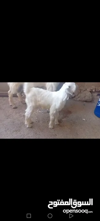 عنز وراها سخله بيضا برصا مميزه