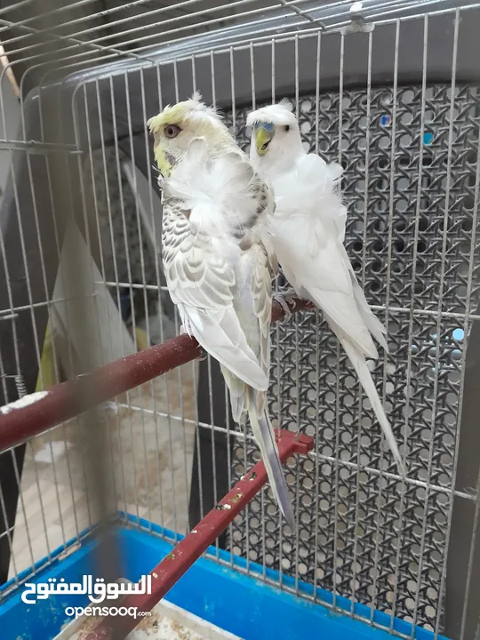 موجود جوز حب هوجو روما الفحل ابو فراخ والطيره بكريه الله يبارك لصاحب النصيب
