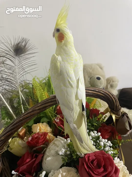 كوكتيل اليف جدا مع القفص