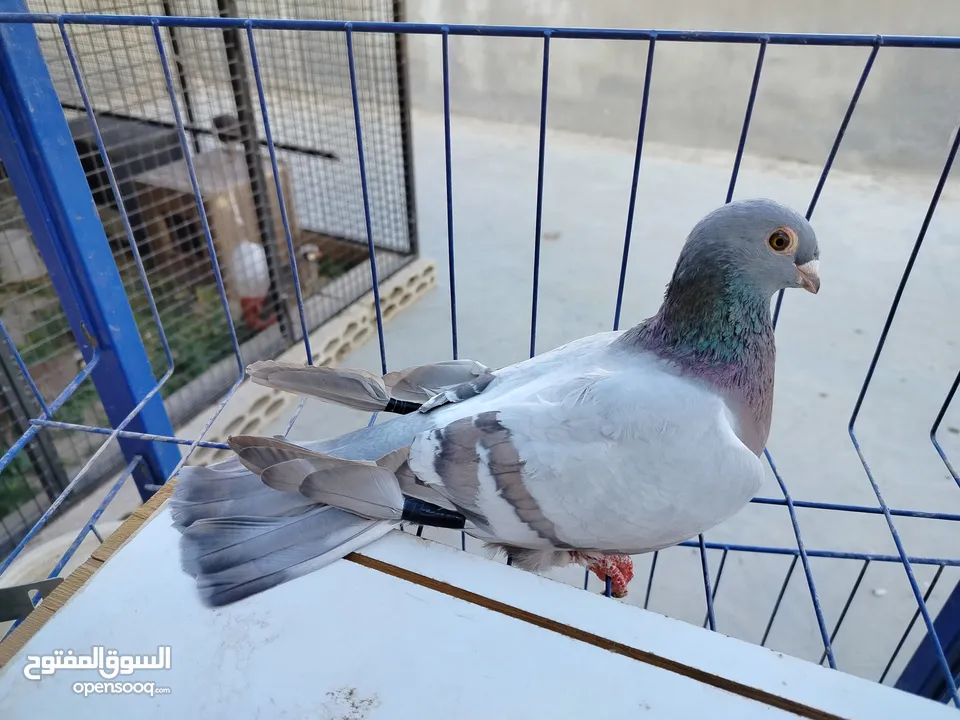 حمام بلدي وانواع اخره   بحاله ممتازة شغالات 14جوز وهاي بعض الصور