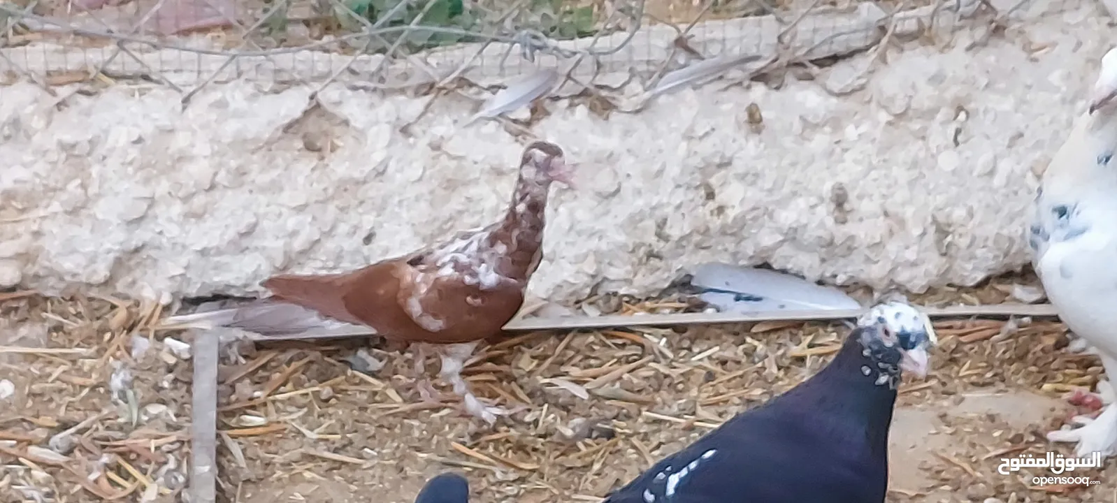جواز للبيع