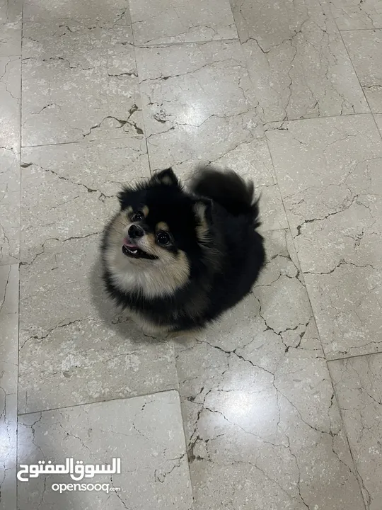 Pomeranian Female