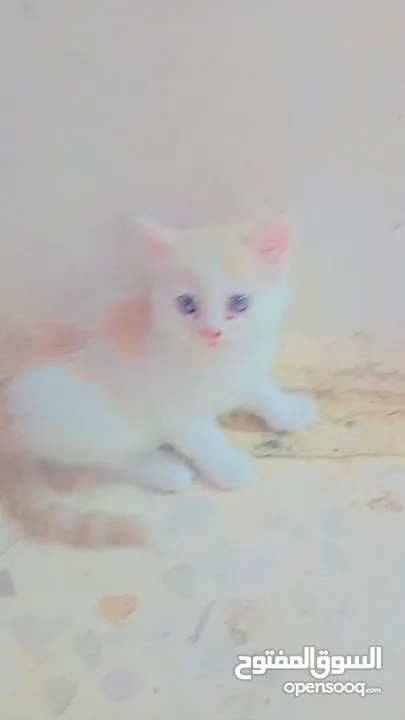 قطط شيرازي