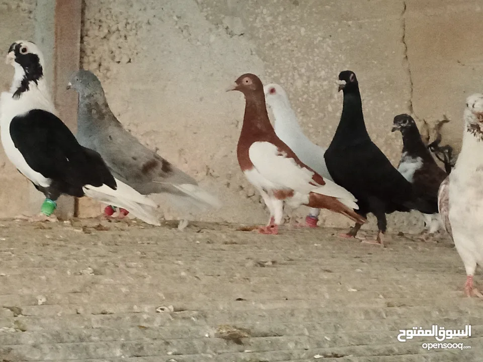 انواع حمام مشكلة للبيع