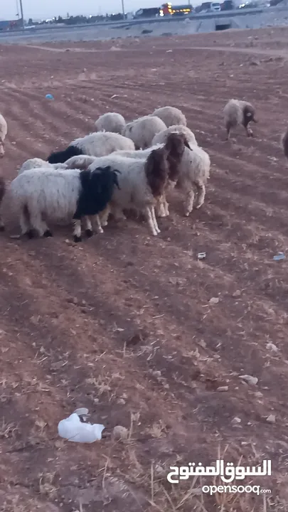 خرفان وعبر العدد 29 مسكرات لحم بالصلاه على النبي