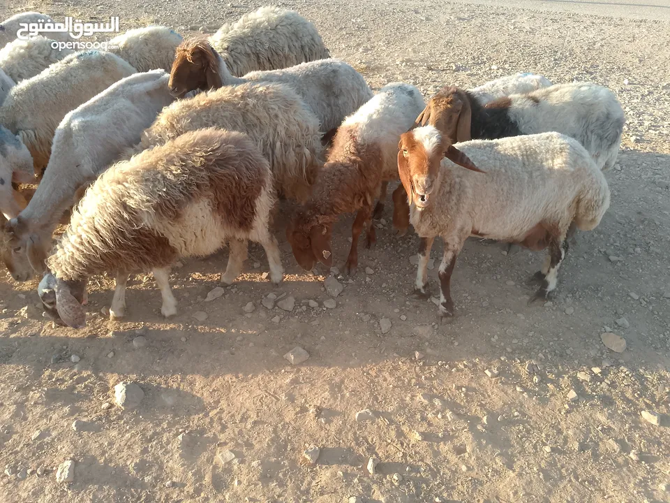 بلدي نفس الصور بالضبط عقائق ومناسبات ونذر اوزان 20 ل30 لحم صافي