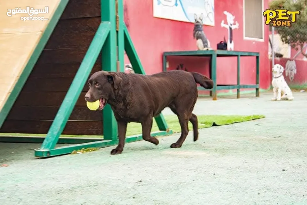 Train your dog