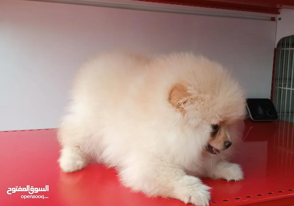 Imported Pomeranian Puppies