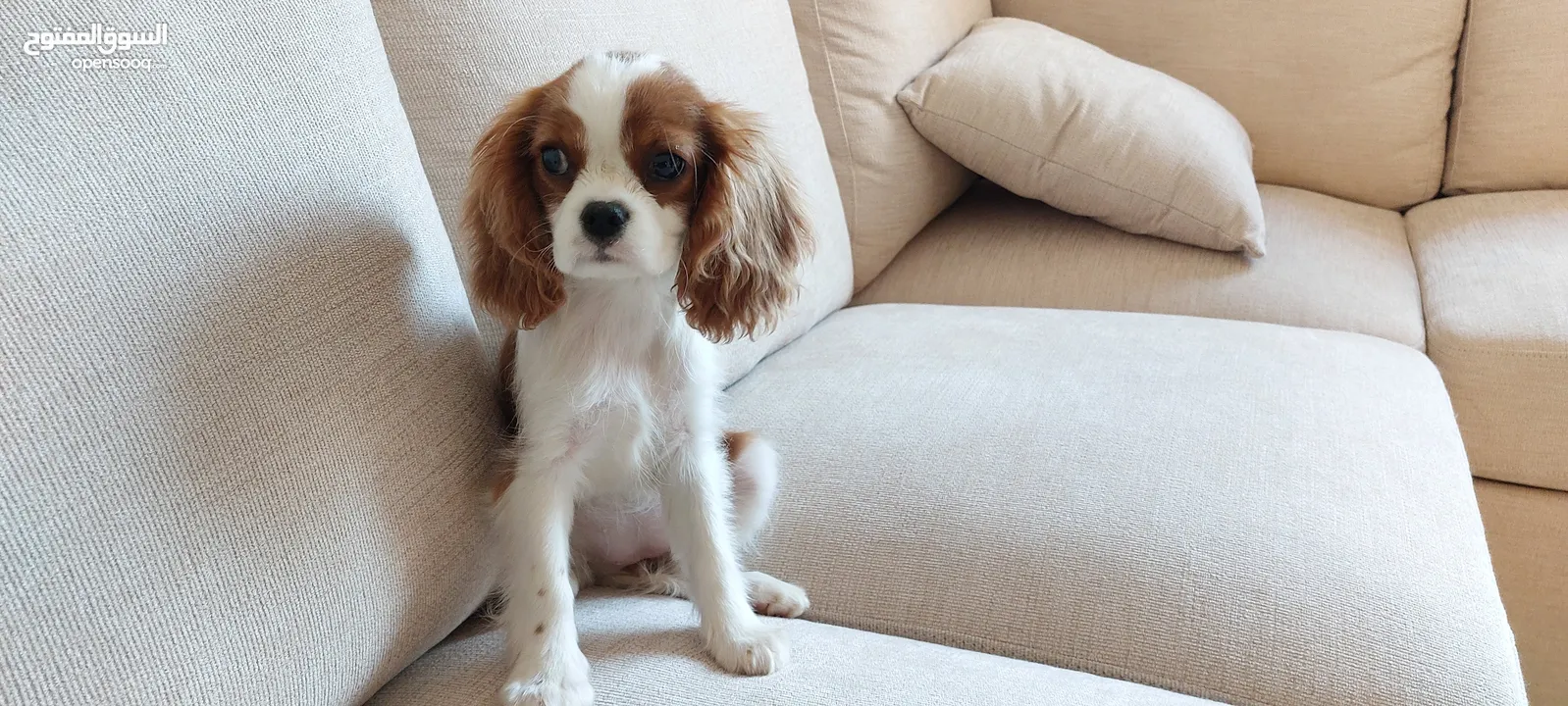 PURE CAVALIER KING CHARLES FEMALE