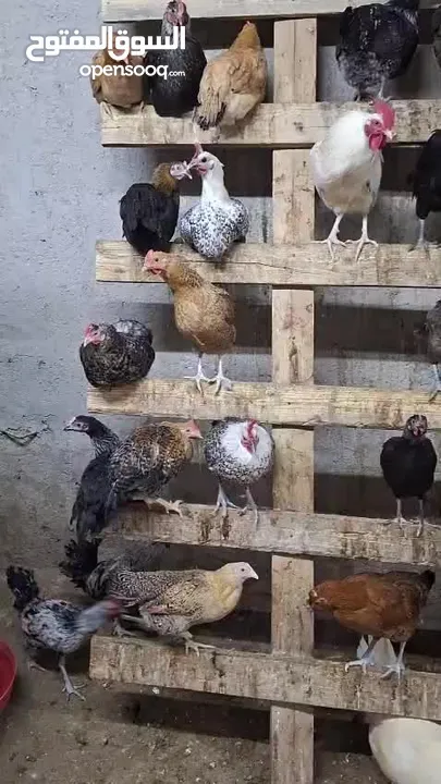 دجاج بلدي  ديوك بلدي صيصان بلديه للبيع