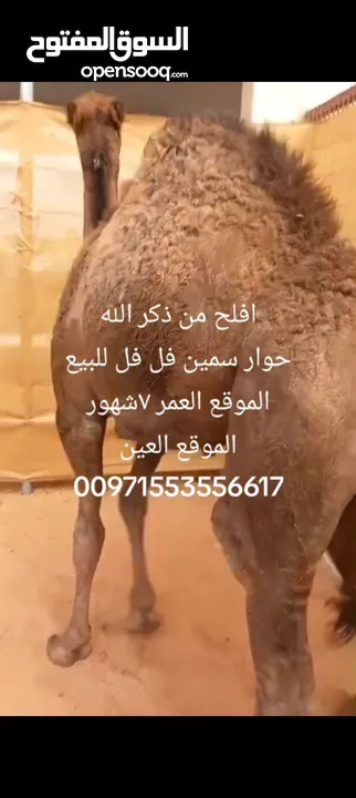 جمل صغير عمر 7شهور