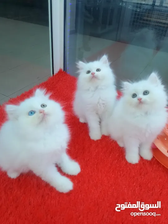 Ragdoll, Scottish, British and persian kittens